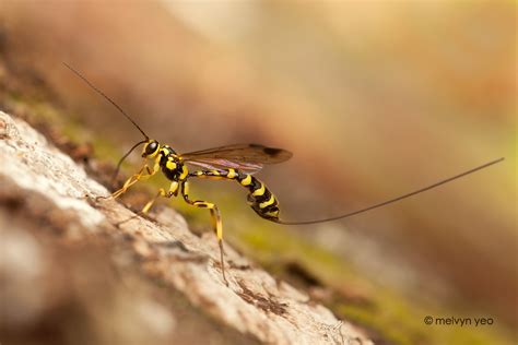 Ichneumon Wasp by melvynyeo on DeviantArt