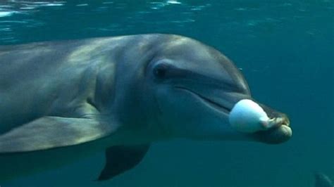 Dolphins like to get high by sucking on puffer fish