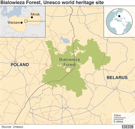 Poland must end logging in Bialowieza forest, Europe's oldest, court ...