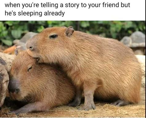 Capybara Meme Discover more interesting Already, Animal, Capybara ...