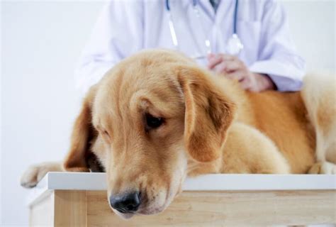 Dog Constipation: Causes and How to Help | Great Pet Care