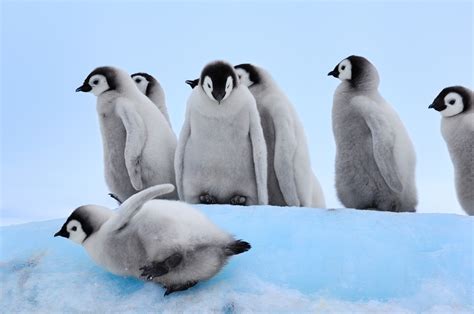 Royal Penguin Pictures