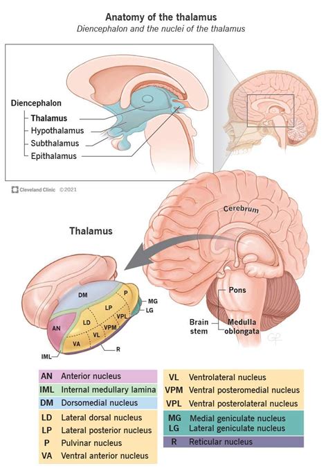 Brain Thalamus Function