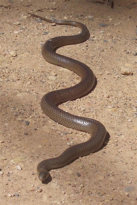 Eastern brown snake - Wikipedia