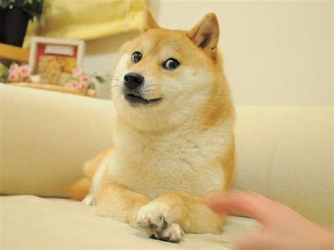 Doge Side Eye Dog Meme - Just go Inalong