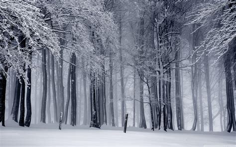 Winter Forest Wallpapers - Top Free Winter Forest Backgrounds ...