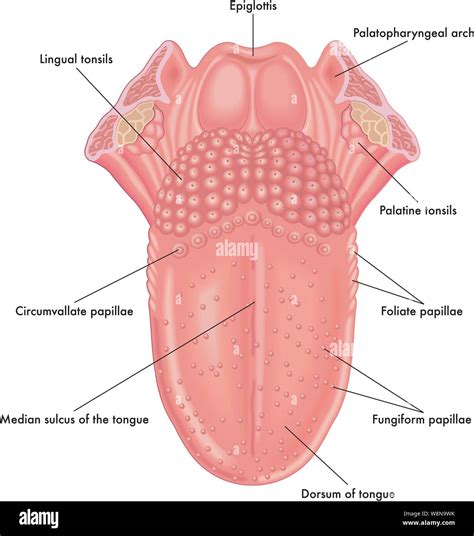 Palatino anatomia immagini e fotografie stock ad alta risoluzione - Alamy