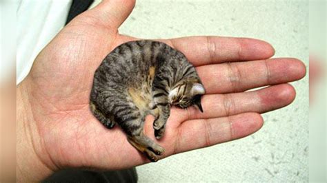 The Most Smallest Kitten In The World