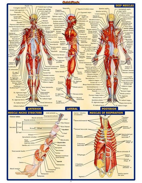 Infographs ⁄ Information - No.2 - Human Anatomy - intern3ts