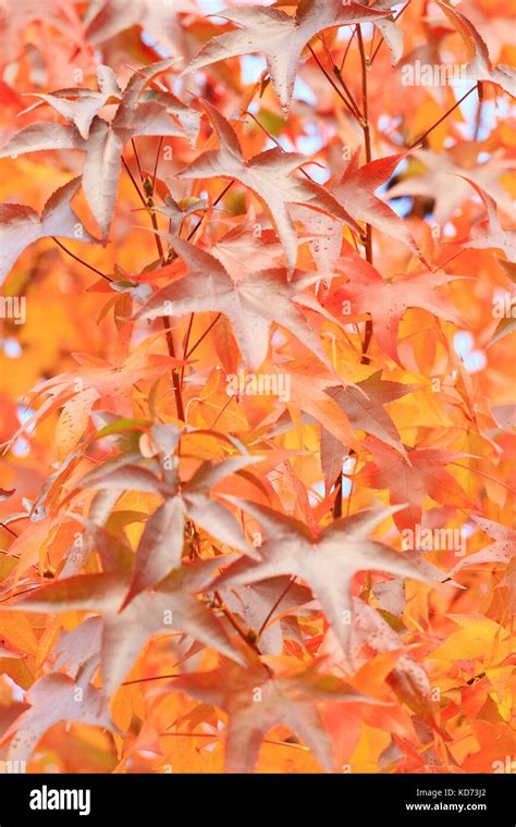 Maple tree in fall Stock Photo - Alamy