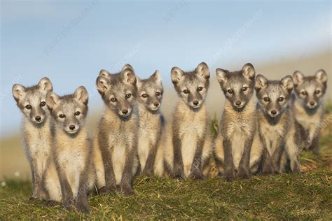 Arctic fox cubs - Stock Image - C041/2549 - Science Photo Library