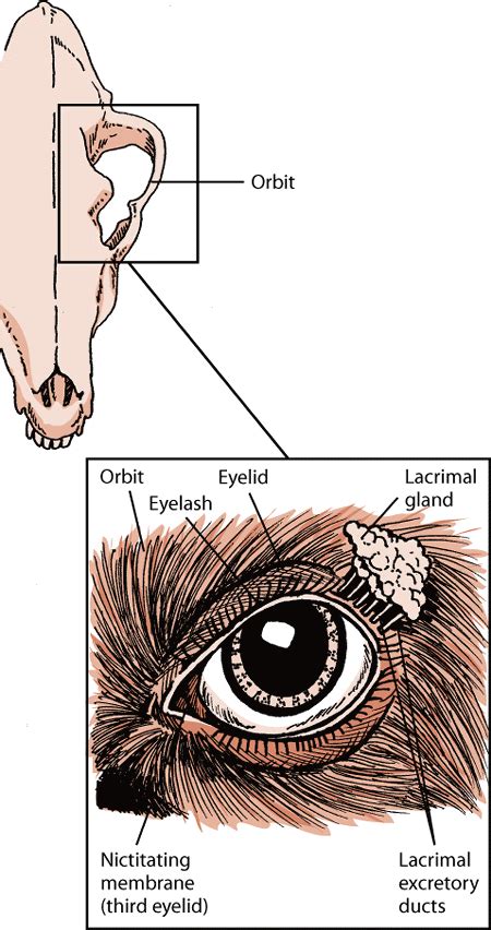 Eye Structure and Function in Dogs - Dog Owners - MSD Veterinary Manual