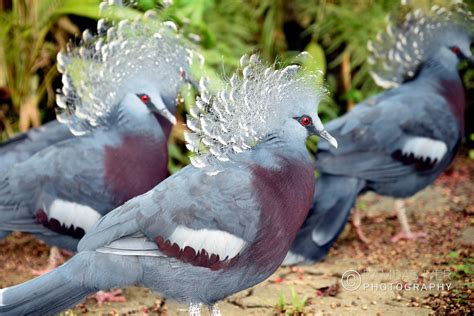 Papua New Guinea Wildlife # 1 – Ramdas Iyer Photography