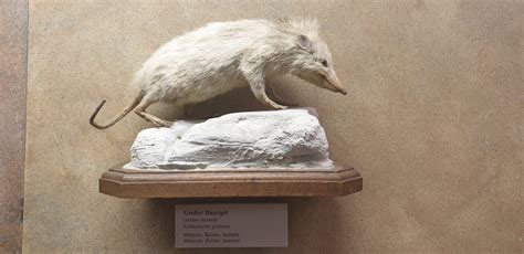 Moonrat, Natural History Museum Vienna - ZooChat