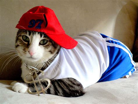 Especial Halloween, los mejores gatos disfrazados - Actualidad mascotas