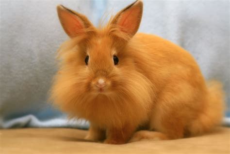 All You Need To Know About The Lionhead Rabbit | Pets Nurturing