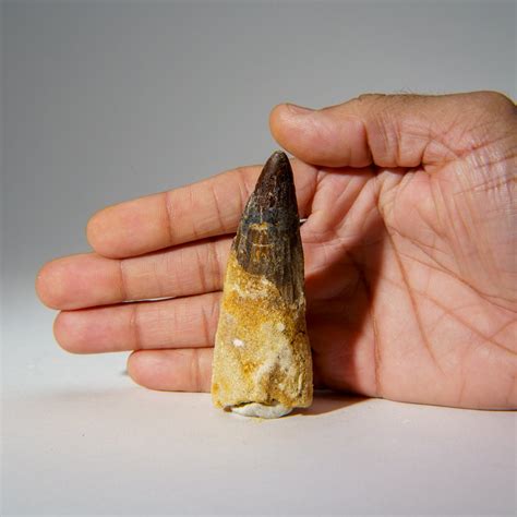 Genuine Mosasaurus Tooth in Display Case (50 grams) — Astro Gallery of Gems