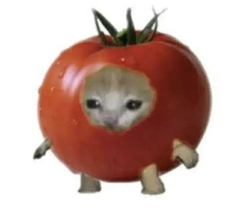 an animal in a tomato shaped like a cat