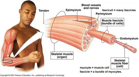 What 30 Studies Say About Your Muscle Fiber Type and Muscle Growth ...