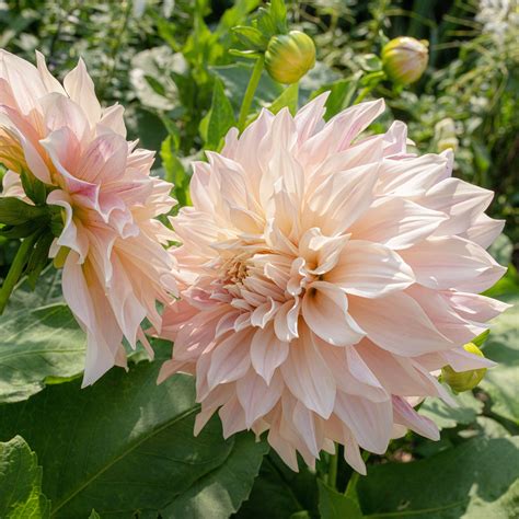 Dahlia 'Café Au Lait' plants