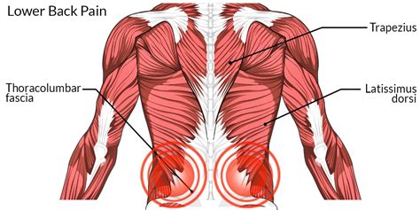 Diagram Of Hip.and Back.muscles - Diagrams of back muscles printable ...