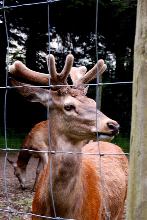 Bunratty Park - Irish Red Deer © Joseph Mischyshyn :: Geograph Ireland