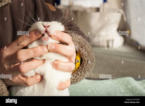 Rabbit Care - Dental Check Stock Photo - Alamy