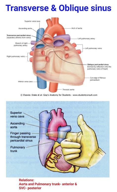 Transverse & Oblique Sinus ... | Medical students, Medical, Med student