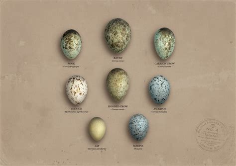 eggs of the crow family | Crow art, Crow, Crow bird