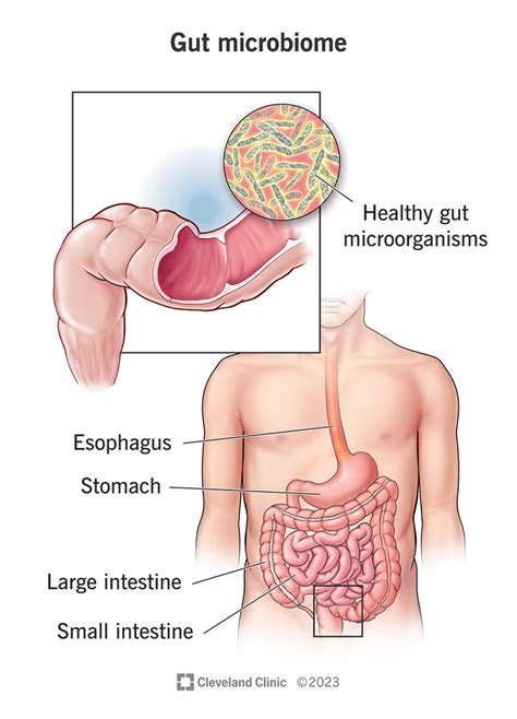 What Is Your Gut Microbiome?