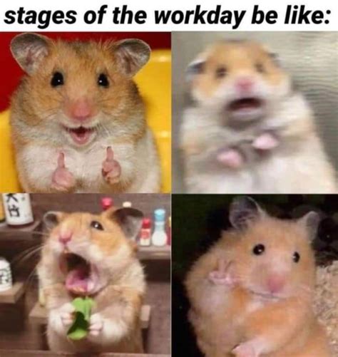 Funny Hamsters Meme