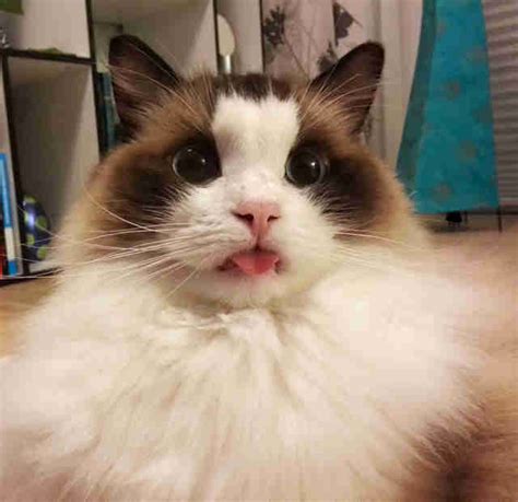 20 Cheeky Cats Who Are Sticking Their Tongues Out At You - The Dodo