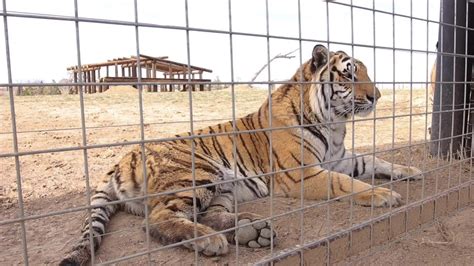 42 Animals Rescued from 'Tiger King' Zoo in Oklahoma Now at Sanctuary ...