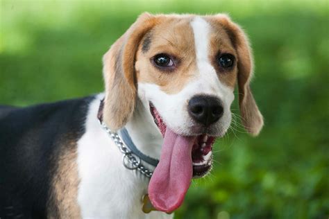 Hanging Tongue Syndrome in Dogs - Symptoms, Causes, Diagnosis ...