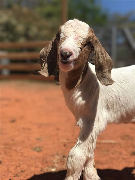 Pin by Katherine Allan on Goats in 2023 | Boer goats, Show goats, Goats