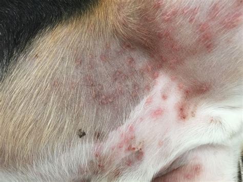 25 Awesome Canine Scabies In Humans - Demodectic Mange