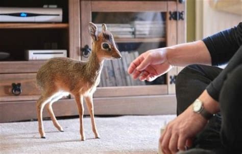 Meet the Dik-dik: the Cutest Little Antelope Ever