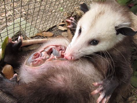 These people pick the pouches of possum roadkill — to save the babies ...