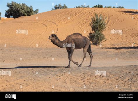 Camel in the Sahara desert Stock Photo - Alamy