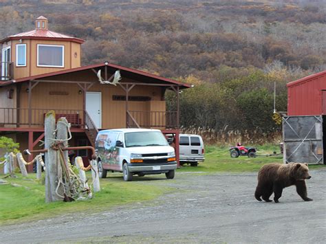 Kodiak Bear Viewing | Larsen Bay Lodge