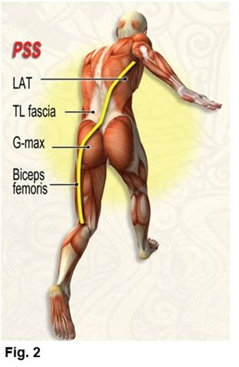 Hamstring Massage and Mobilization by Erik Dalton Ph.D. Hamstring ...