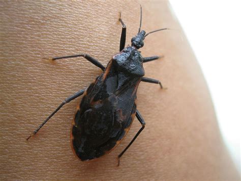 File:Genus Triatoma.jpg - Wikimedia Commons