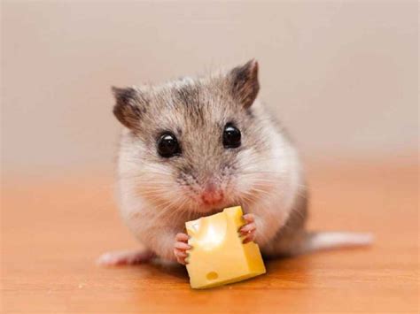 Can A Hamster Eat Cheese Balls? | LibertyCheeseSteaks.com