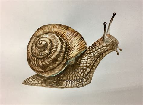 Snail Drawing With Color - Drawing.rjuuc.edu.np