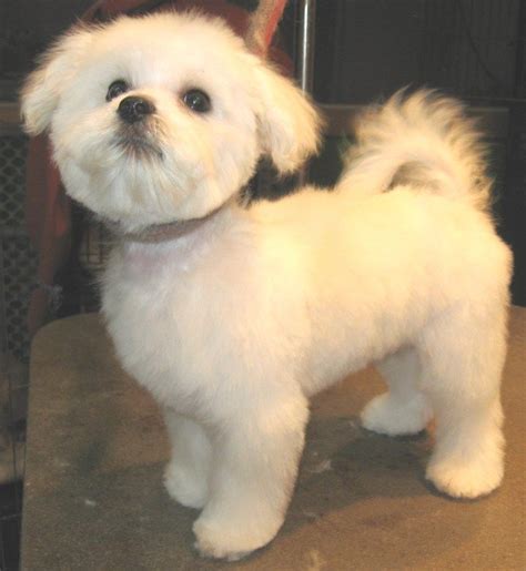 teddy bear haircut for maltese | ... Puppies For Sale Maltese Puppy And ...