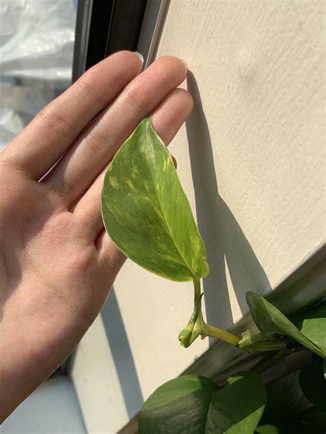 My pothos’ first variegated leaf :-) Shes beautiful : r/pothos