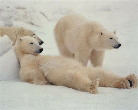 25 Perfectly Captured Photos Of Animals in Snow - Snow Addiction - News ...