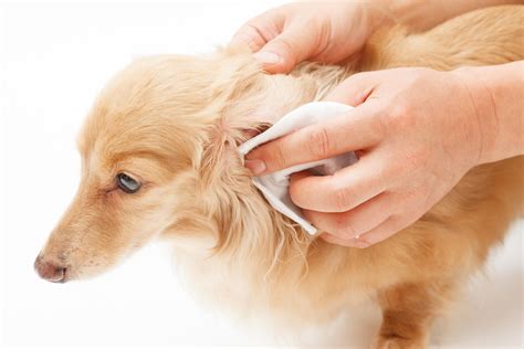 Dog Ear Grooming Tips - Cowboy Magic