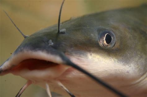 National Catfish Day - Michigan Wildlife - Fishing | Channel catfish ...