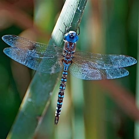 Image result for colourful dragonfly species | Blue dragonfly ...